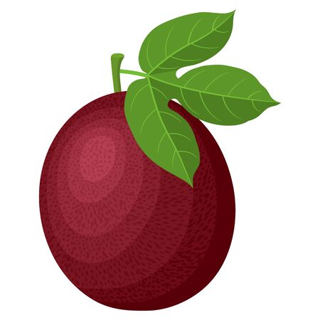 Fresh bright exotic whole passion fruit isolated on white background. Summer fruits for healthy lifestyle. Organic fruit. Cartoon style. Vector illustration for any design.のイラスト素材