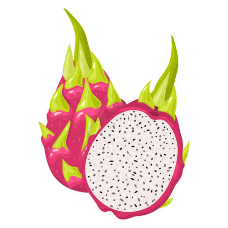 Fresh whole and half red pitaya fruits isolated on white background. Summer fruits for healthy lifestyle. Organic fruit. Cartoon style. Vector illustration for any designのイラスト素材