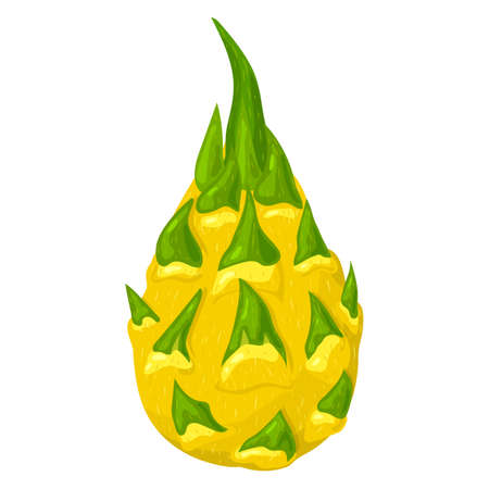 Fresh whole yellow pitaya fruits isolated on white background. Summer fruits for healthy lifestyle. Organic fruit. Cartoon style. Vector illustration for any designのイラスト素材