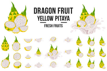 Set of fresh whole, half, cut slice yellow pitaya fruits isolated on white background. Summer fruits for healthy lifestyle. Cartoon style. Vector illustration for any designの写真素材