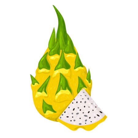 Fresh whole and cut slice yellow pitaya fruits isolated on white background. Summer fruits for healthy lifestyle. Organic fruit. Cartoon style. Vector illustration for any designのイラスト素材