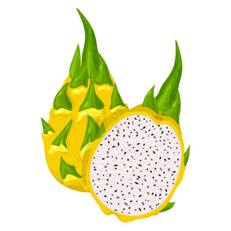 Fresh whole and half cut yellow pitaya fruits isolated on white background. Summer fruits for healthy lifestyle. Organic fruit. Cartoon style. Vector illustration for any designのイラスト素材