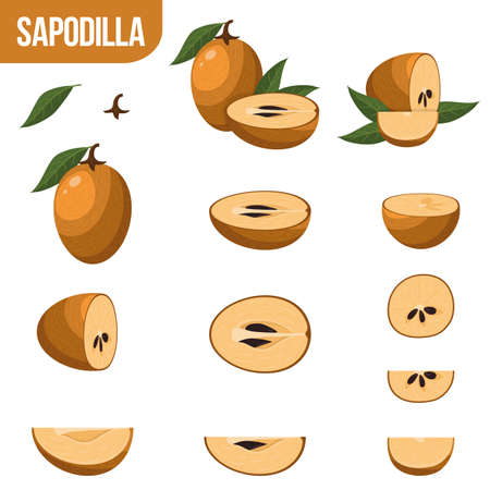 Sapodilla fruit sketch isolated icon. Vector botanical sketch design of whole or exotic tropical fruit manilkara zapota whole and cut with seeds for jam or juice dessert and farmer marketのイラスト素材