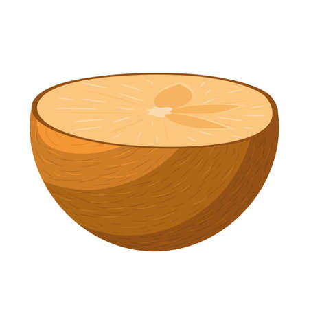 Fresh half cut sapodilla fruit isolated on white background. Summer fruits for healthy lifestyle. Organic fruit. Cartoon style. Vector illustration for any design.のイラスト素材