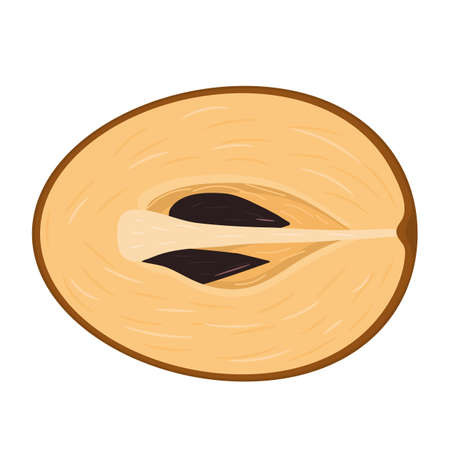 Fresh half cut sapodilla fruit isolated on white background. Summer fruits for healthy lifestyle. Organic fruit. Cartoon style. Vector illustration for any design.のイラスト素材