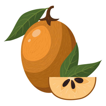 Fresh whole and cut slice sapodilla fruit isolated on white background. Summer fruits for healthy lifestyle. Organic fruit. Cartoon style. Vector illustration for any design.のイラスト素材