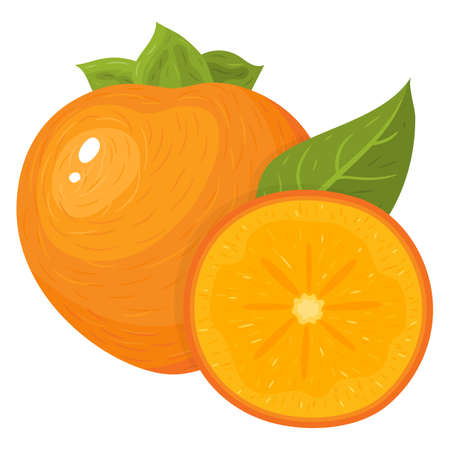 Fresh whole and half cut persimmon fruits isolated on white background. Summer fruits for healthy lifestyle. Organic fruit. Cartoon style. Vector illustration for any design.のイラスト素材