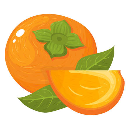 Fresh whole and cut slice persimmon fruits isolated on white background. Summer fruits for healthy lifestyle. Organic fruit. Cartoon style. Vector illustration for any design.のイラスト素材