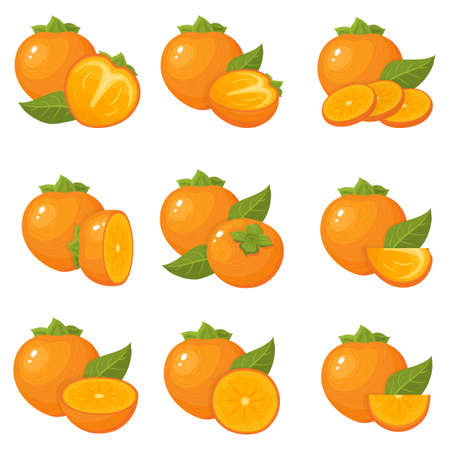 Set of fresh whole, half, cut slice persimmon fruits isolated on white background. Summer fruits for healthy lifestyle. Organic fruit. Cartoon style. Vector illustration for any design.のイラスト素材