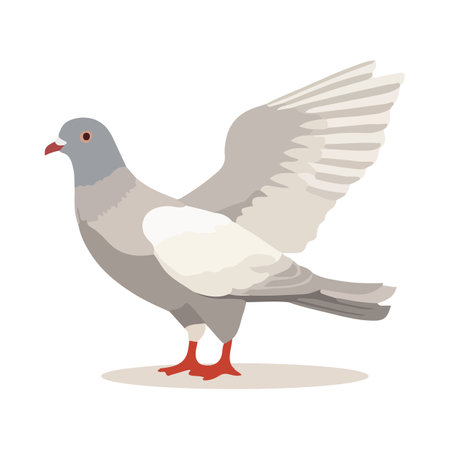 Pigeon bird isolated on white background. Cartoon style. Vector illustrationのイラスト素材