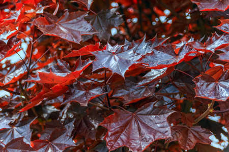Red maple leaves on a tree shooting close-up.の写真素材