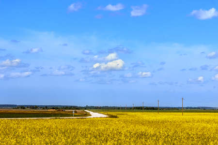Rural road cross flowering rapeseed field
