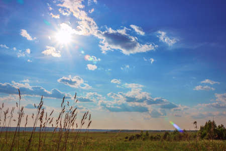 Bright sun and field of green fresh grass under blue sky.の写真素材
