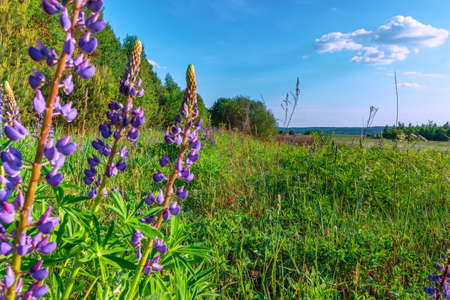 Inflorescence lupine  on a green meadow  close-up shooting.の写真素材