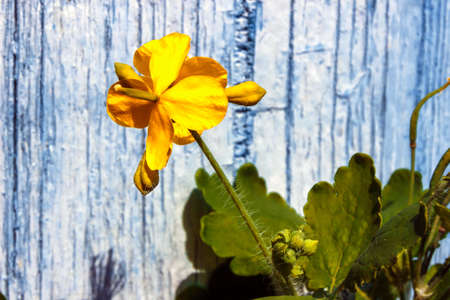 Celandine yellow  inflorescence. On a blue background. Close-up.の写真素材