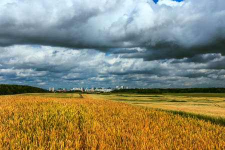 Summer Landscape with Wheat Field, building of a big city  an d Clouds sky.の写真素材