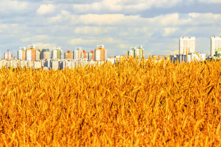 Wheat ears close-up on a background of defocused city buildings.の写真素材