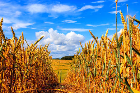 Summer Landscape with Wheat Field  and Clouds sky.の写真素材