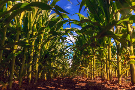 Sprawling of green rows of crops on a cornfield bottom plan view.の写真素材