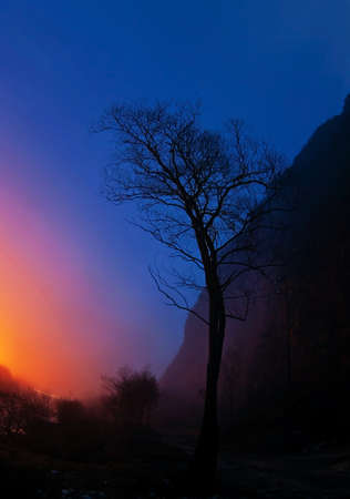 autumn colored and foliage on dolomites after the sunset in the forestの写真素材