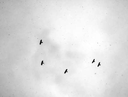 snowy day on dolomites five birds on snowstormの写真素材