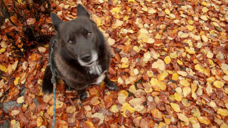Dog on autumn leafs in the forestの写真素材