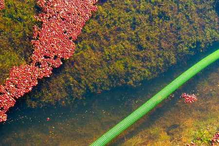 Cranberries floating on top of the water in a cranberry bog before they are harvested.の写真素材