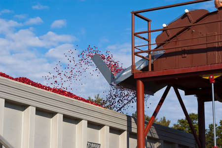 Cranberries are harvested and cleaned, and flowing into a truck to be transported to a processing plant.の写真素材