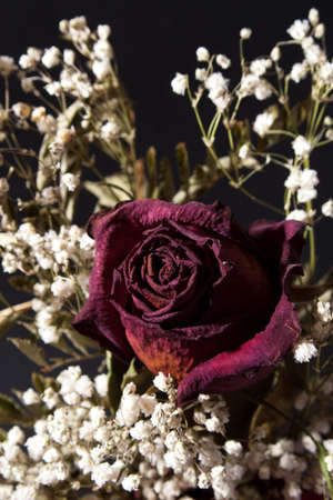 A single, dried rose arranged with baby's breath on a grey background.
