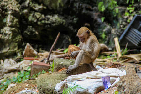 Little monkey eating coconut in the jungleの写真素材