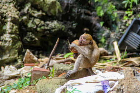 Little monkey eating coconut in the jungleの写真素材