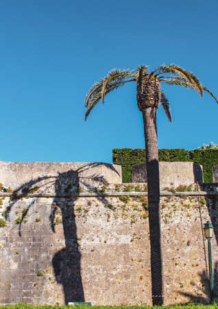 Palm tree with its shadow, Lisbonの写真素材
