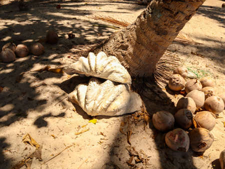 Paradise with white sandy beach, turquoise water and palm trees in Onok Island in Balabac...