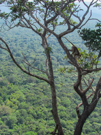 Green Tea plantations and the rural landscape of the central part of Sri Lanka