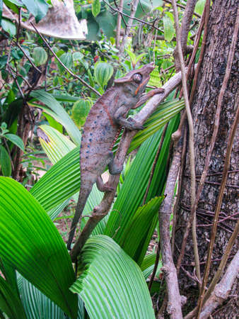 Colorful Panther Chameleon (Furcifer pardalis) in Madagascar