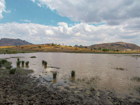 Trees and wild animals on the natural fall season at forest in Ranomafana National Park in Madagascarの写真素材