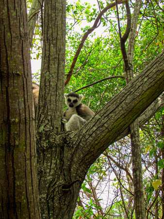 Ring-tailed lemur sitting on between tree branches at rainforest in Madagascarの写真素材