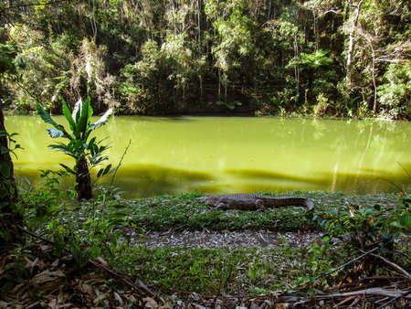 Green natural habitat at Tsiribihina river in Madagascarの写真素材