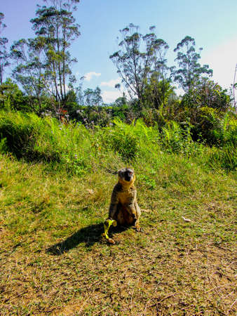Ring tailed Lemur at their natural green habitat in Madagascar.の写真素材