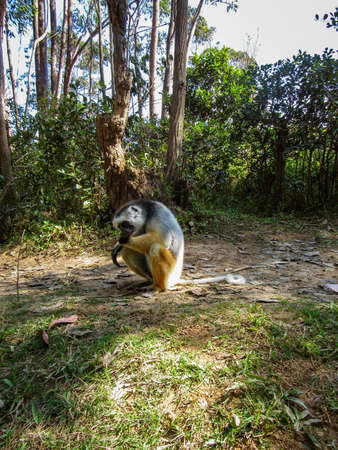 Ring tailed Lemur at their natural green habitat in Madagascar.の写真素材