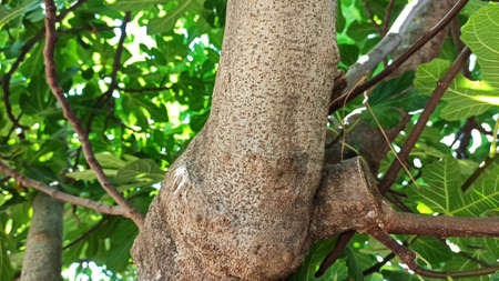 Fig fruit and big leaves on the branch of a fig tree in Izmir, Turkey