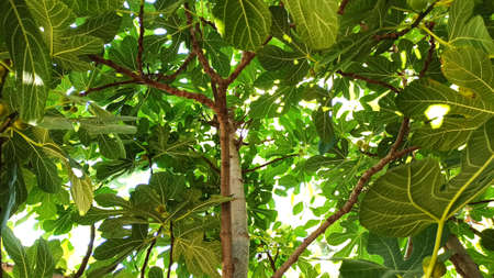 Fig fruit and big leaves on the branch of a fig tree in Izmir, Turkey