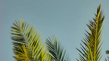 The sharp leaves of a palm tree. Palm leaf on nature green texture backgroundの写真素材