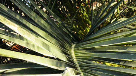 The sharp leaves of a palm tree. Palm leaf on nature green texture background