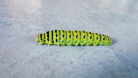 Green caterpillar walking on the white marble background