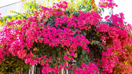 Colorful bougainvillea flower isolated on natural green background
