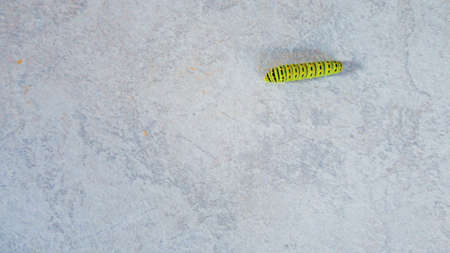 Green caterpillar walking on the white marble backgroundの写真素材