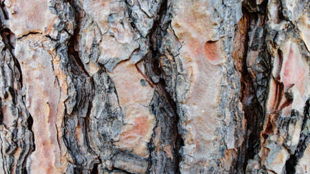 Olive tree with old textured  trunk in Turkeyの写真素材
