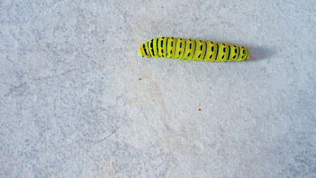 Green caterpillar walking on the white marble background