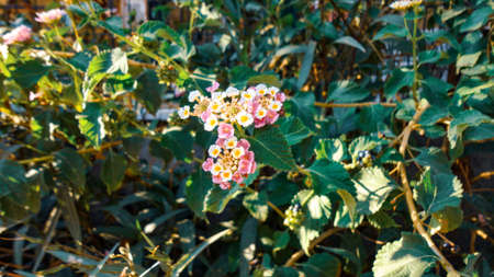 Colorful bougainvillea flower isolated on natural green backgroundの写真素材